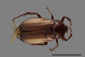 Bunbunius opacipennis[缺光褐金龜][00084235]