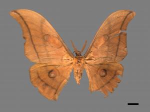 Antheraea yamamai superba[大透目天蠶蛾][00016089]