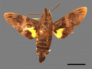 Macroglossum heliophila heliophila[九節木長喙天蛾][00016552]