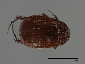 <已分類>Family：Scarabaeidae[金龜子科][00026299]