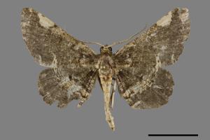 Abaciscus costimacula[雙斑鋸線尺蛾][00100697]