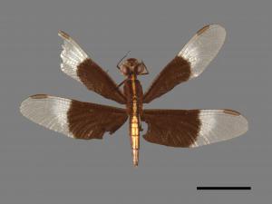 Neurothemis tullia tullia[雙截蜻蜓][00103650]