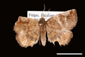 <已分類>Genus：Pangrapta[00007931]