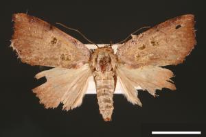 Carea trimacula[00004561]