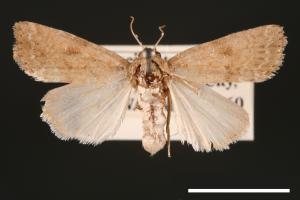 Spodoptera pecten[梳灰翅夜蛾][00002901]