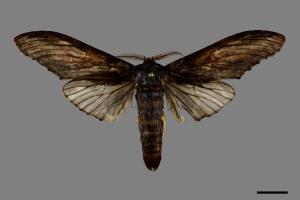 Acmeshachia gigantea[話筒舟蛾][00069948]