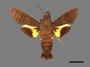 Macroglossum corythus luteata[黃紋長喙天蛾][00016943]