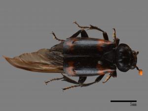 Nicrophorus nepalensis[橙斑埋葬蟲][00095819]