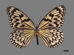 Idea leuconoe clara[大白斑蝶][00026746]