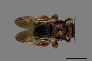 Xylocopa ruficeps[紅胸木蜂][00074689]