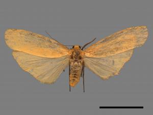 Eilema magnata[巨土苔蛾][00047896]