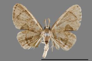 Phazaca kosemponicola[甲仙圓翅雙尾蛾][00012424]