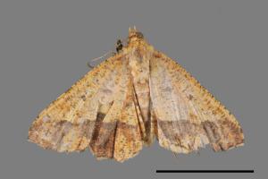 Entomopteryx combusta[破褐緣安尺蛾][00024256]