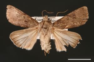 Agrotis segetum[蕪菁夜蛾][00000699]