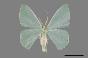 Pelagodes falsarius[弧翠尺蛾][00055954]