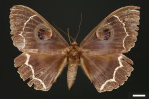 Erebus albicincta obscurata[玉邊魔目夜蛾][00005241]