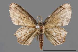 Warreniplema fumicosta[黃緣雙尾蛾][00012693]