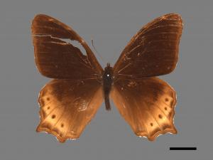 Zophoessa dura neoclides[白尾黑蔭蝶][00014084]