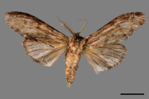 Rachia lineata[線峭舟蛾][00056995]