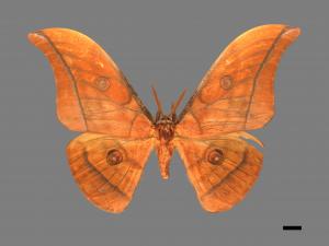 Antheraea yamamai superba[大透目天蠶蛾][00016059]