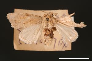 Spodoptera pecten[梳灰翅夜蛾][00002875]