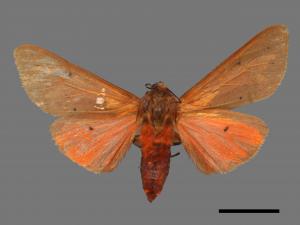 Spilarctia wilemani[褐赭污燈蛾][00042337]