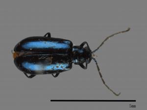 <已分類>Family：Chrysomelidae[金花蟲科][00048717]