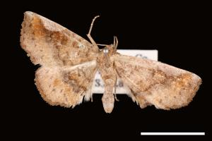 <已分類>Genus：Pangrapta[00007936]