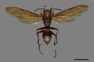 Polistes gigas[巨長腳蜂][00074294]