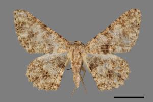 Racotis boarmiaria[皺紋尺蛾][00039506]