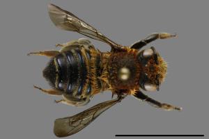 Megachile sauteri[紹德切葉蜂][00094396]