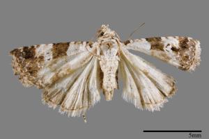 Maliattha signifera[00009273]