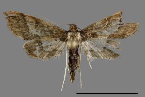 Hydriris ornatalis[00029123]