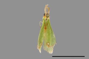 Comibaena procumbaria[白腎紋綠尺蛾][00055342]