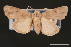 Spodoptera mauritia acronyctoides[灰翅夜蛾][00002747]