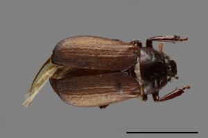 Bunbunius opacipennis[缺光褐金龜][00046605]