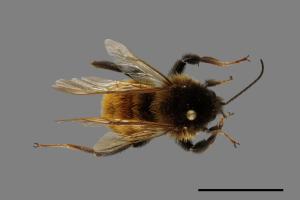 Bombus bicoloratus[雙色熊蜂][00074720]