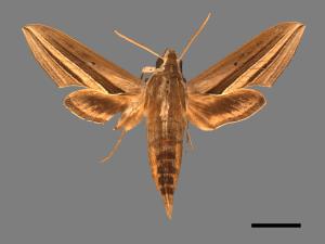 Theretra oldenlandiae[雙線條紋天蛾][00017319]