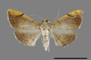 Hyalobathra coenostolalis[00092297]