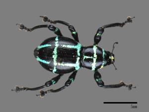 <已分類>Family：Curculionidae[象鼻蟲科][00082734]