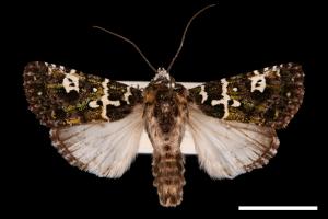 Karana gemmifera[十日錦夜蛾][00024852]