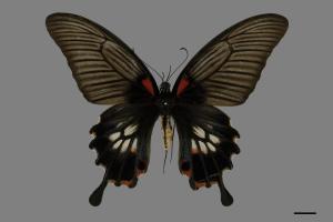Papilio memnon heronus[大鳳蝶][00094008]