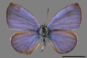 Celastrina lavendularis himilcon[埔里琉璃小灰蝶][00015430]