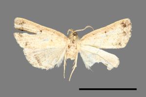 <已分類>Genus：Sinarella[00011736]