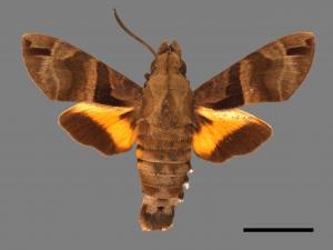 Macroglossum sitiene[膝帶長喙天蛾][00016535]