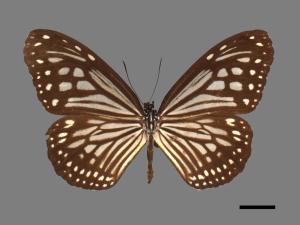 Parantica aglea maghaba[姬小紋青斑蝶][00026742]