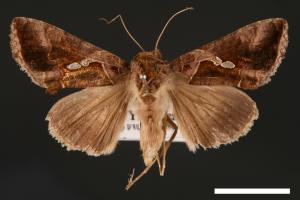 Chrysodeixis eriosoma[南方錁夜蛾][00003474]