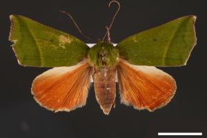 Clethrophora distincta[00004470]
