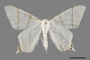 Ourapteryx yerburii virescens[淡黃雙斑尾尺蛾][00069881]