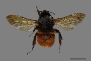 Bombus bicoloratus[雙色熊蜂][00086043]